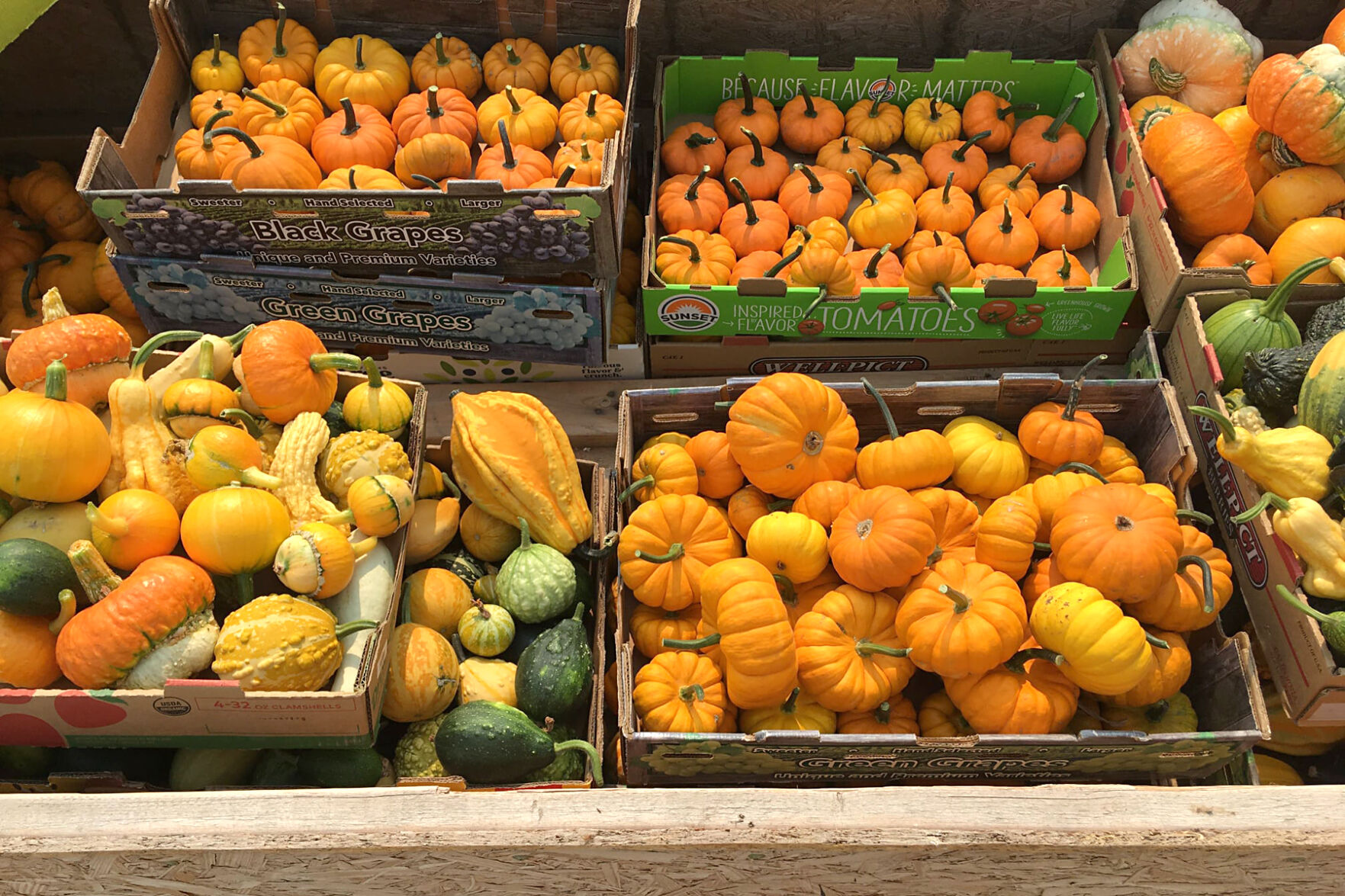 Pumpkins